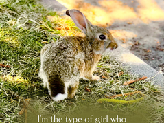 Talking to Animals: A Connection Beyond Words