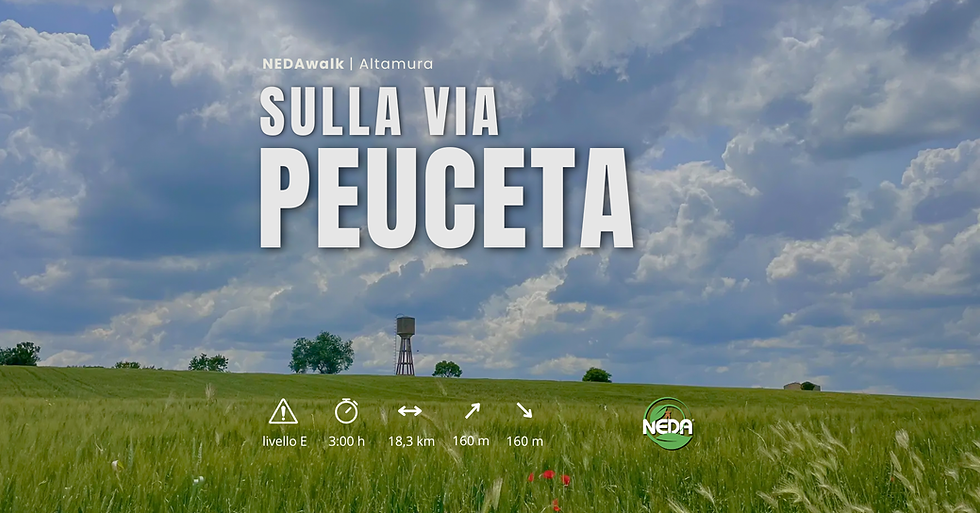 NEDAwalk | Sulla via Peuceta