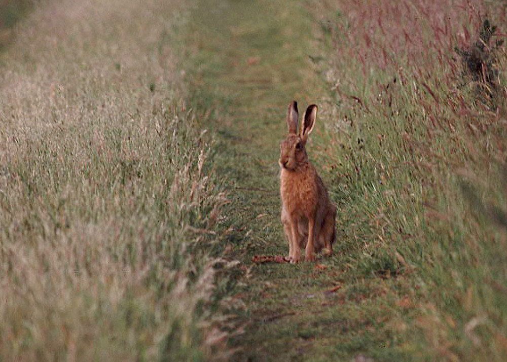 The Easter bunny: not a rabbit, but a hare