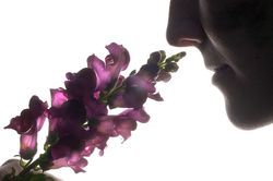 dudareva.scent.jpeg