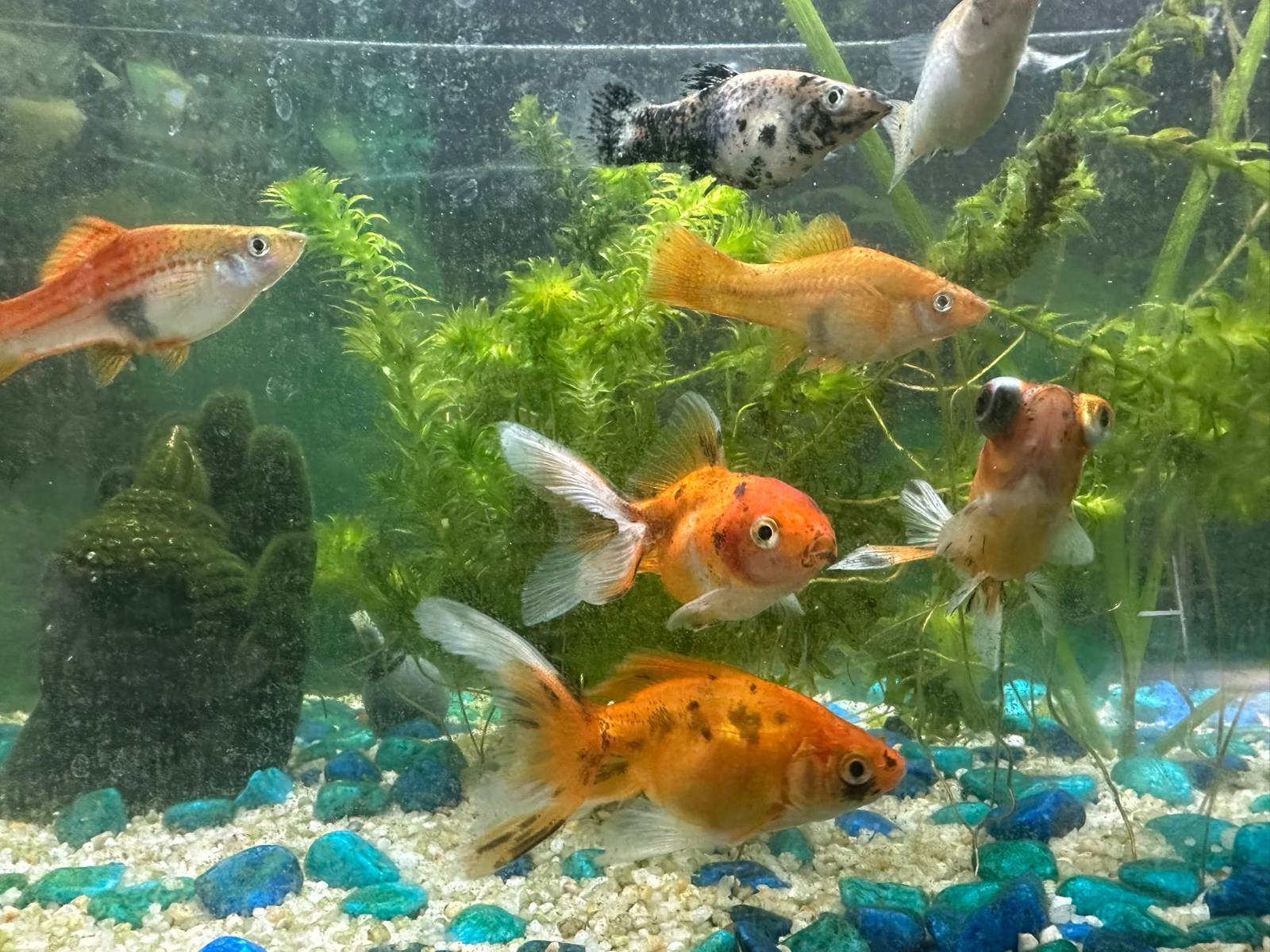 Poissons d'aquarium d'eau douce