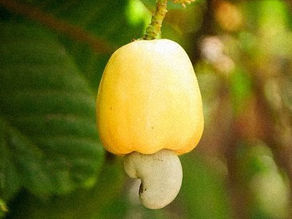 O Coração do ocidente