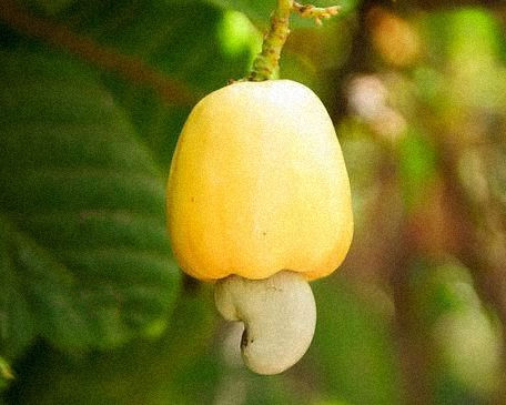 O Coração do ocidente