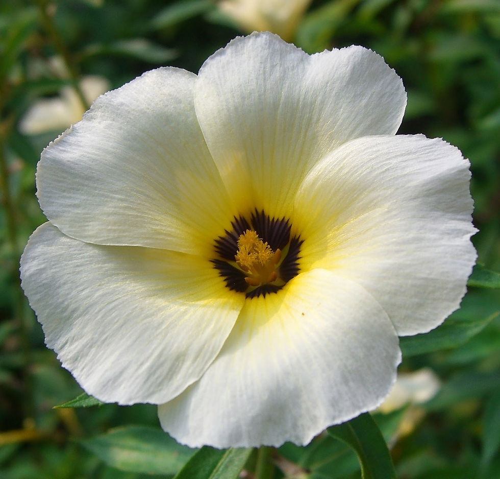 Porque a Xanana é a flor de Natal?