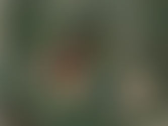 HANCOCK COUNTY:  113 ACRES M/L