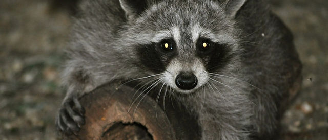Wildlife Removal Burlington