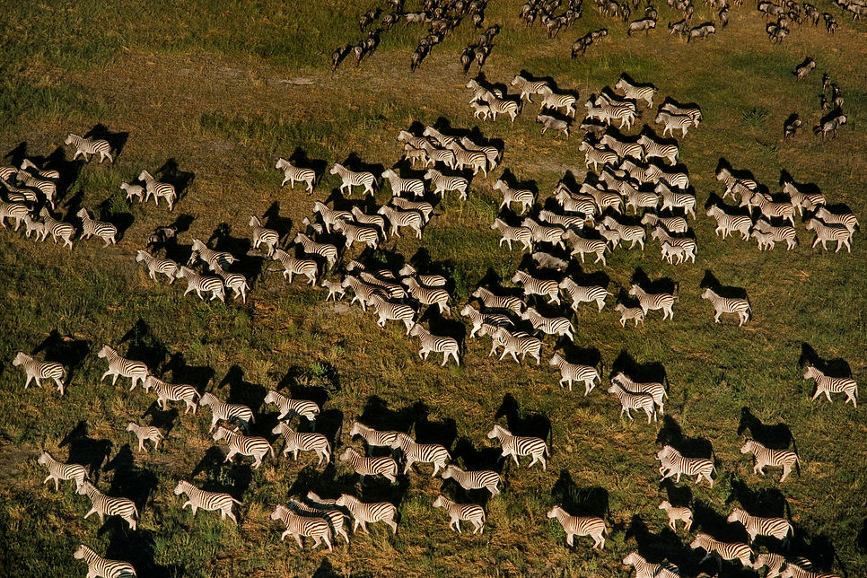 zebras-migrating-aerial-equus-quagga-chobe-nationa-ANW2PZ6.jpeg