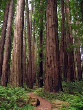 Thumbnail: Red Cedar