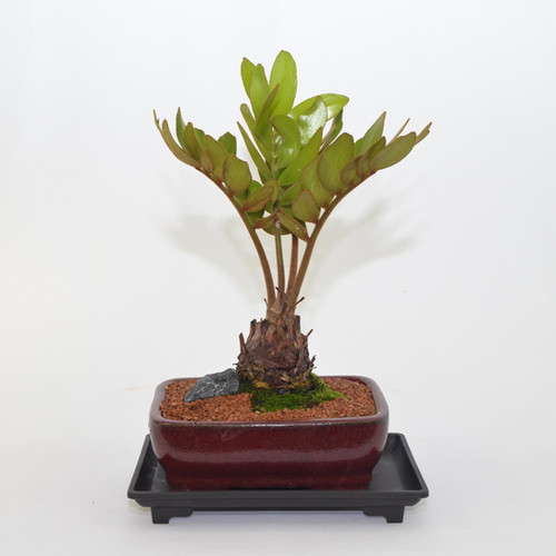 succulent plant sedum Major Creeping Sedum (Stonecrop)