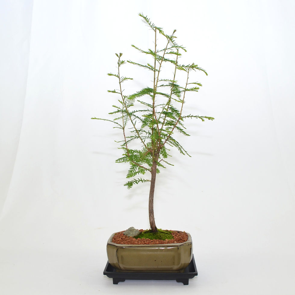 Dawn Redwood, 4 years old.