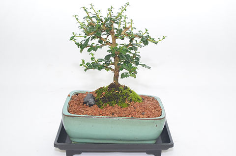 Fukien tea, Indoor bonsai, white flowers, 4 years old | Celestial Bonsai