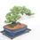 Thumbnail: Japanese Juniper 20 years old, Windswept style