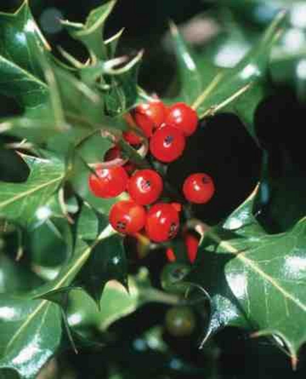 Thumbnail: Okinawa Holly, 5 years old, broom style