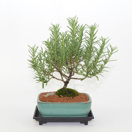 Rosemary, 5 years old, broom style | Celestial Bonsai Rosemary, 5 years old, broom style | Celestial Bonsai