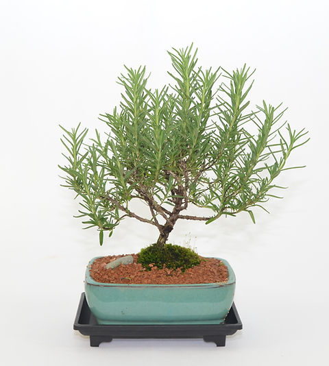Rosemary, 5 years old, broom style | Celestial Bonsai Rosemary, 5 years old, broom style | Celestial Bonsai