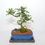 Thumbnail: Chinese Elm, roots exposed style, 10 years old