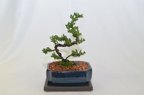 Japanese Juniper, upright style (wired) 6 years old. | Celestial Bonsai