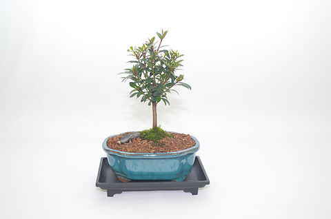 bonsai plant seed Bonsai Beginner Tree Starter Kit - DIY From Seed to Tree