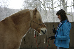 Stage travail à pied - équifeel
