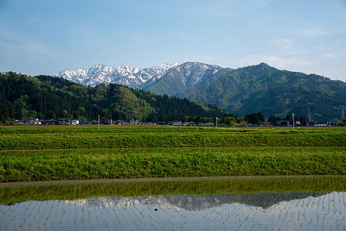 富山県のコシヒカリを作っている田んぼ
