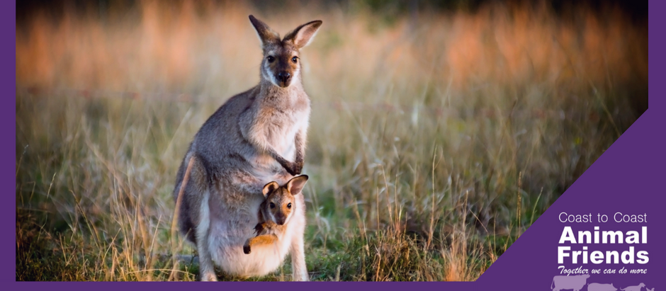 STOP the slaughter! End the "harvesting" of our native Kangaroos