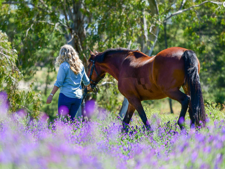 Why You Don’t Have to Ride a Horse to Experience Their Magic