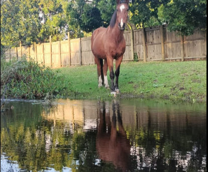 How Horses Help Us Feel Calm and Grounded