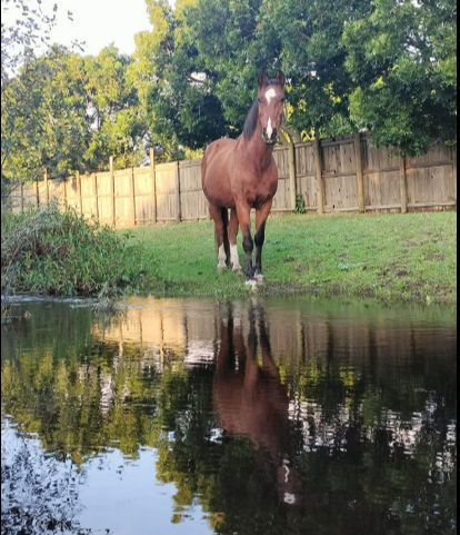 How Horses Help Us Feel Calm and Grounded