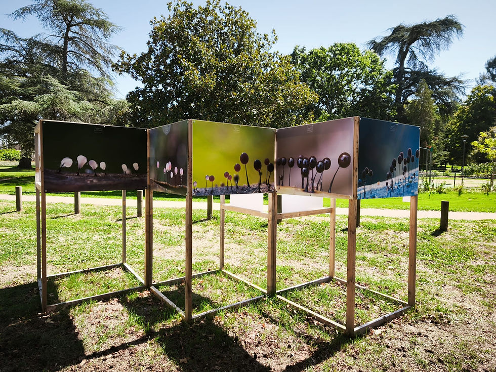Festival Imagin'aire 2025