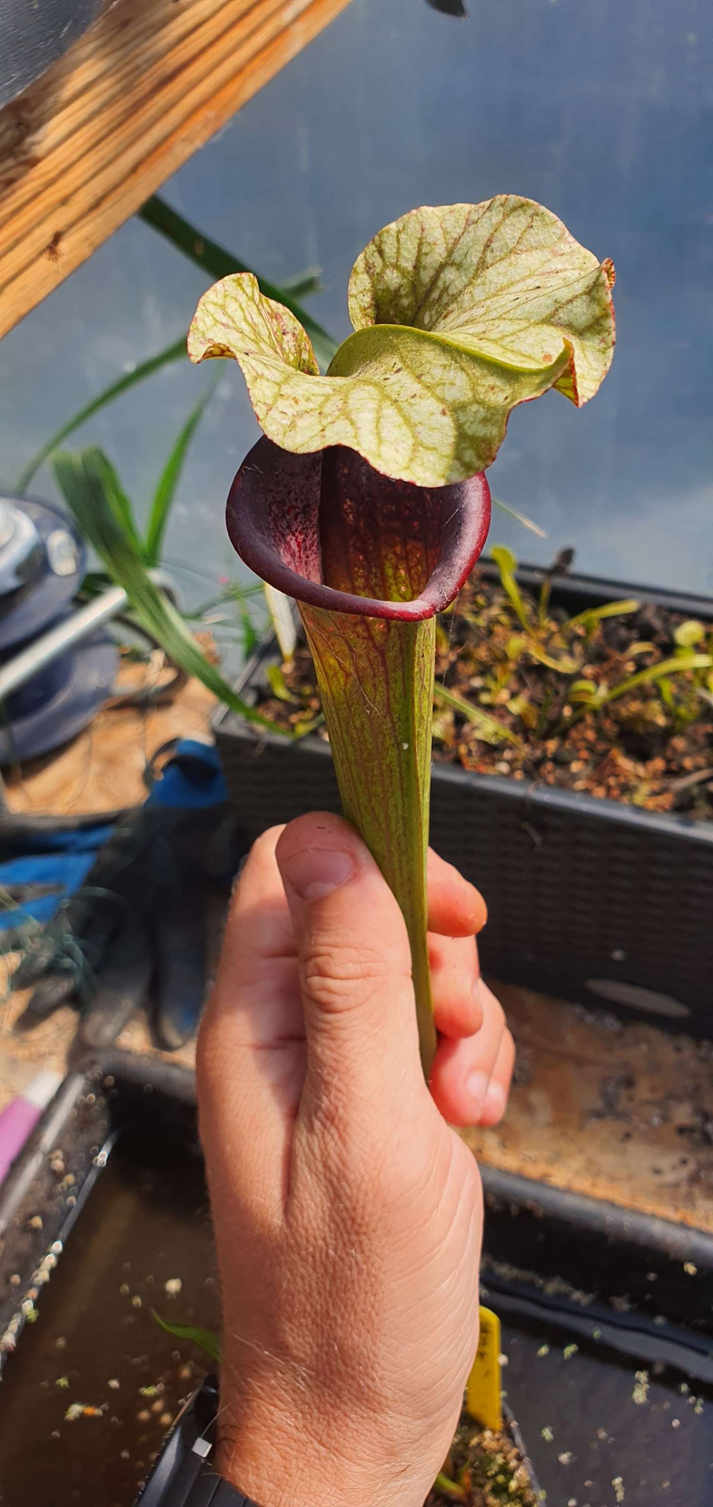 Sarracenia SA221 : Issu de semis mix