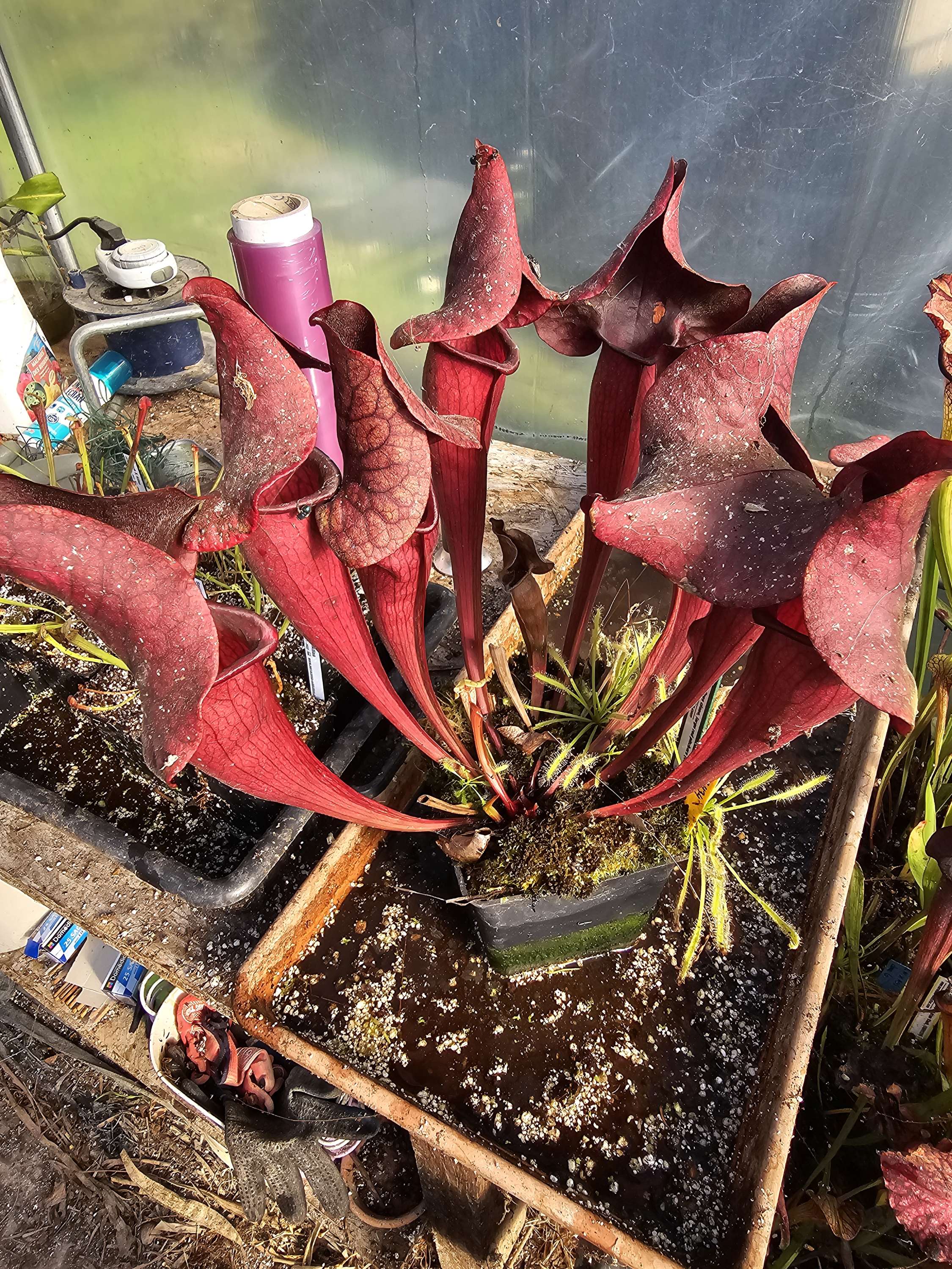 Sarracenia Catesbaey, O. Bres clone, large red pitchers, 2011 mix seeds (OBH34)