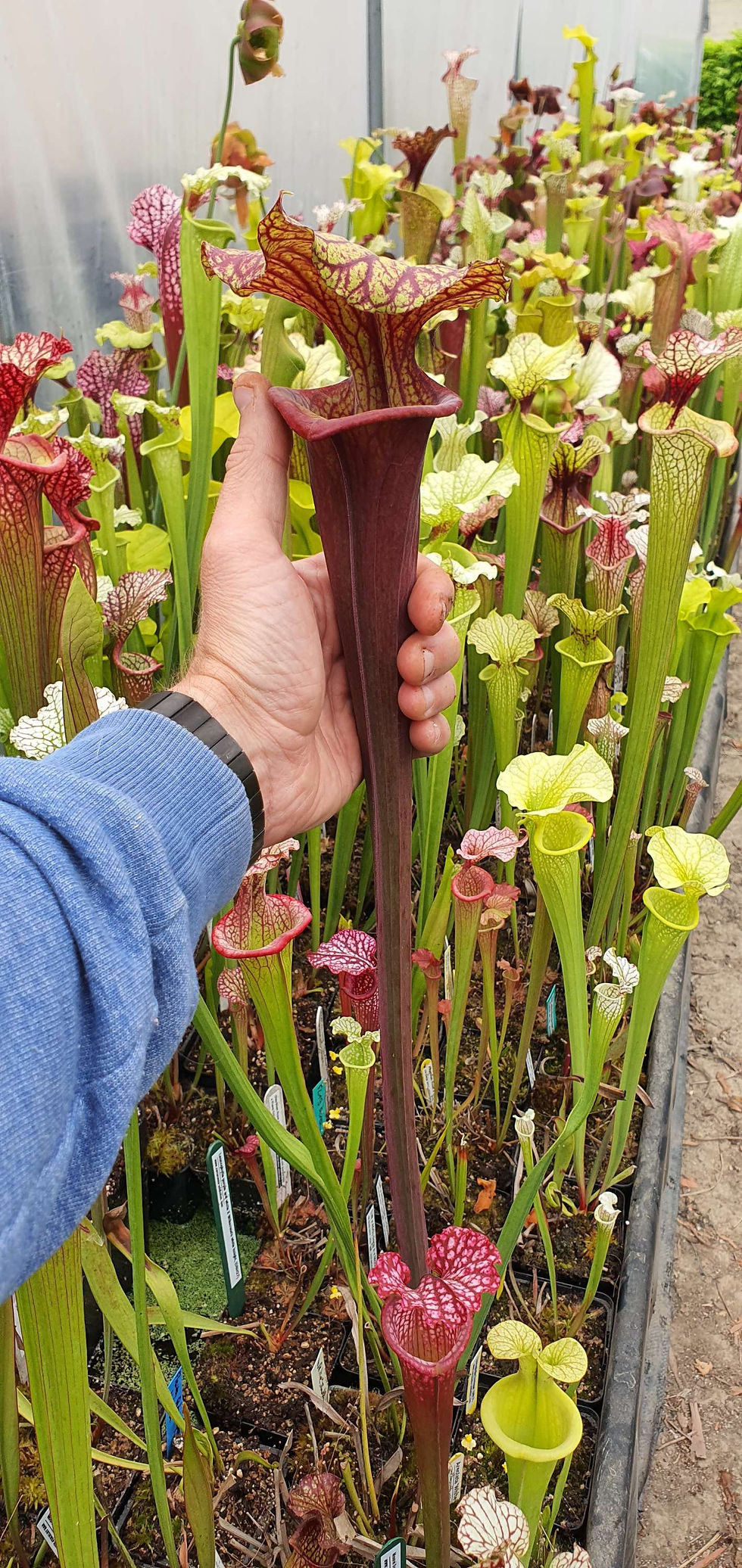 Thumbnail: Sarracenia Brooks Hybrid x Catesbaey (OBH24)