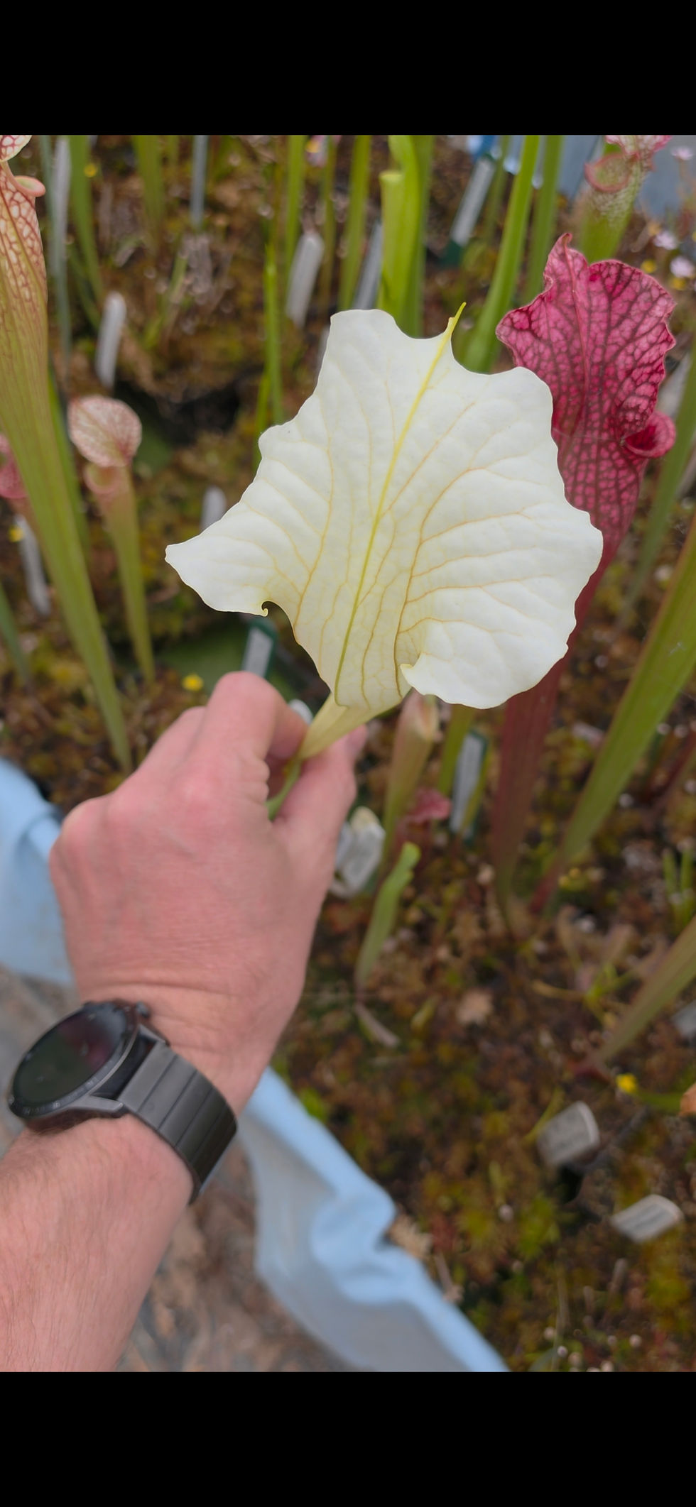 Miniaturbild: Sarracenia x "Fantôme" (OBH165)