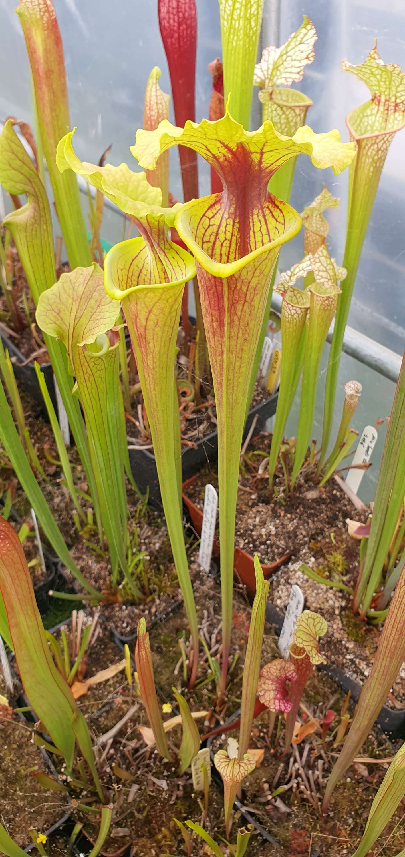 Sarracenia Moorei All red clone H260 MK X Flava Goldie