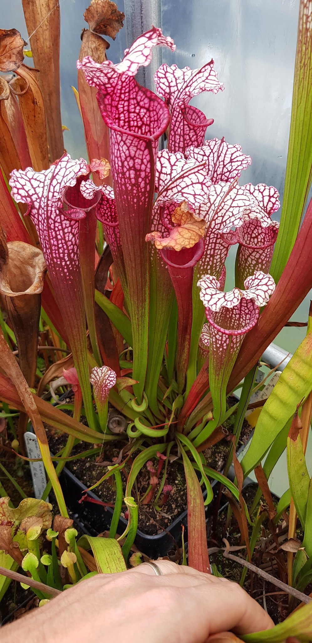Sarracenia Judith Hindle x Leucophylla large pink lip, (OBH39)