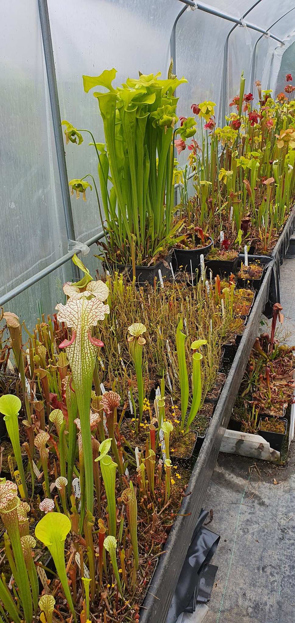 Sarracenia Flava Giant Fluorescent green x Flava Rugelii Giant (F18MK), (OBF1)