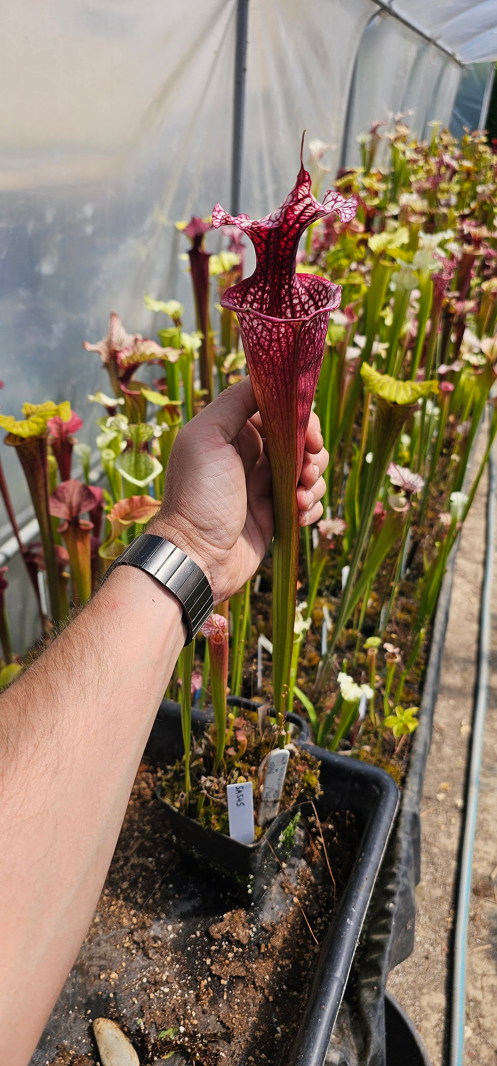 Miniatura: Sarracenia SA545 : 'Leah Wilkerson' X OBH6 (Wilkerson's red X WWK)