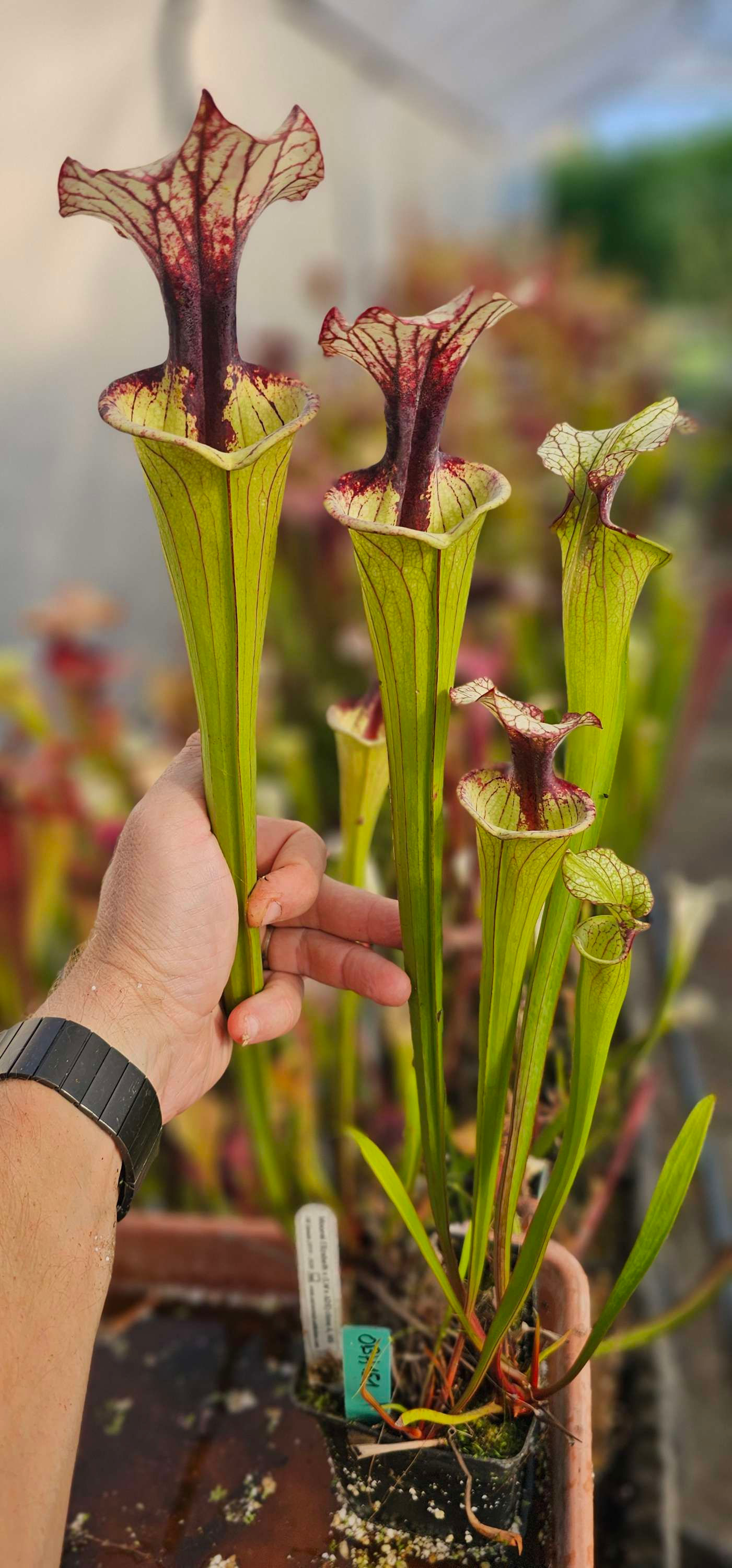 Moorei Elizabeth X (Leah Wilkerson x Adrian slack) clone A MS  ; (OBH151)