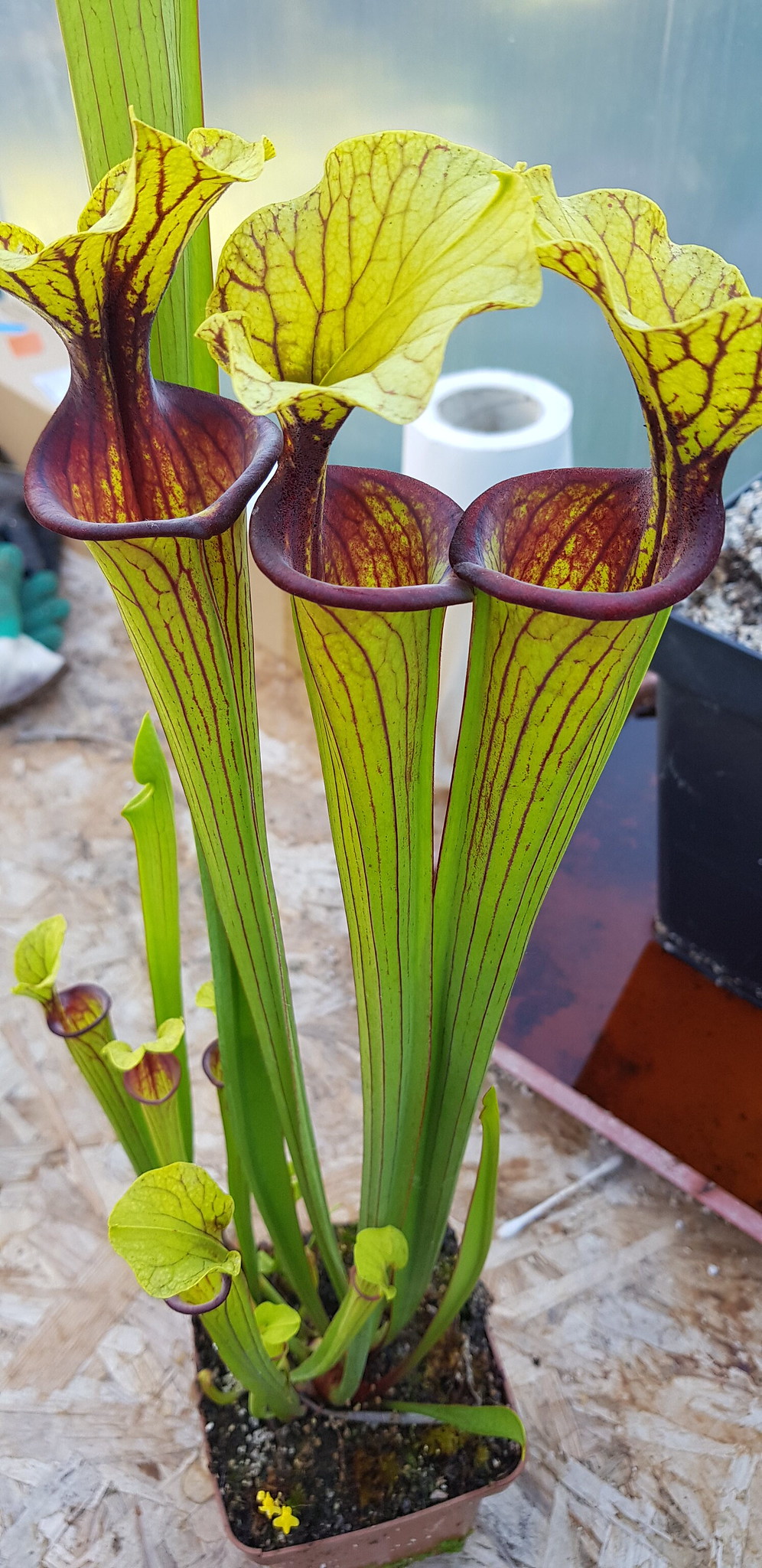 Sarracenia x Laurence Monfort (OBH45)
