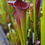 Miniaturbild: Sarracenia 'Talisman' X Moorei 'Adrian Slack' ; (OBH159)
