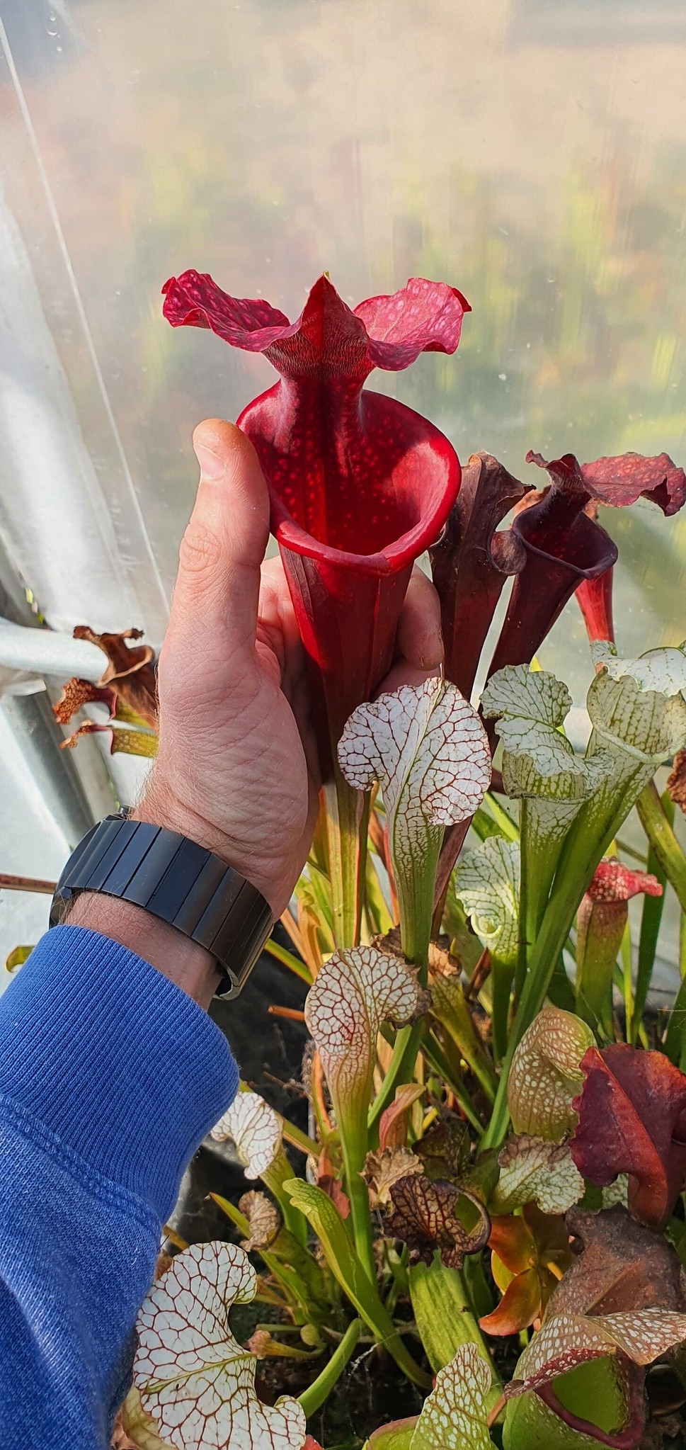 Sarracenia Moorei red Conecuh x Moorei Timothy King ; (OBH111)