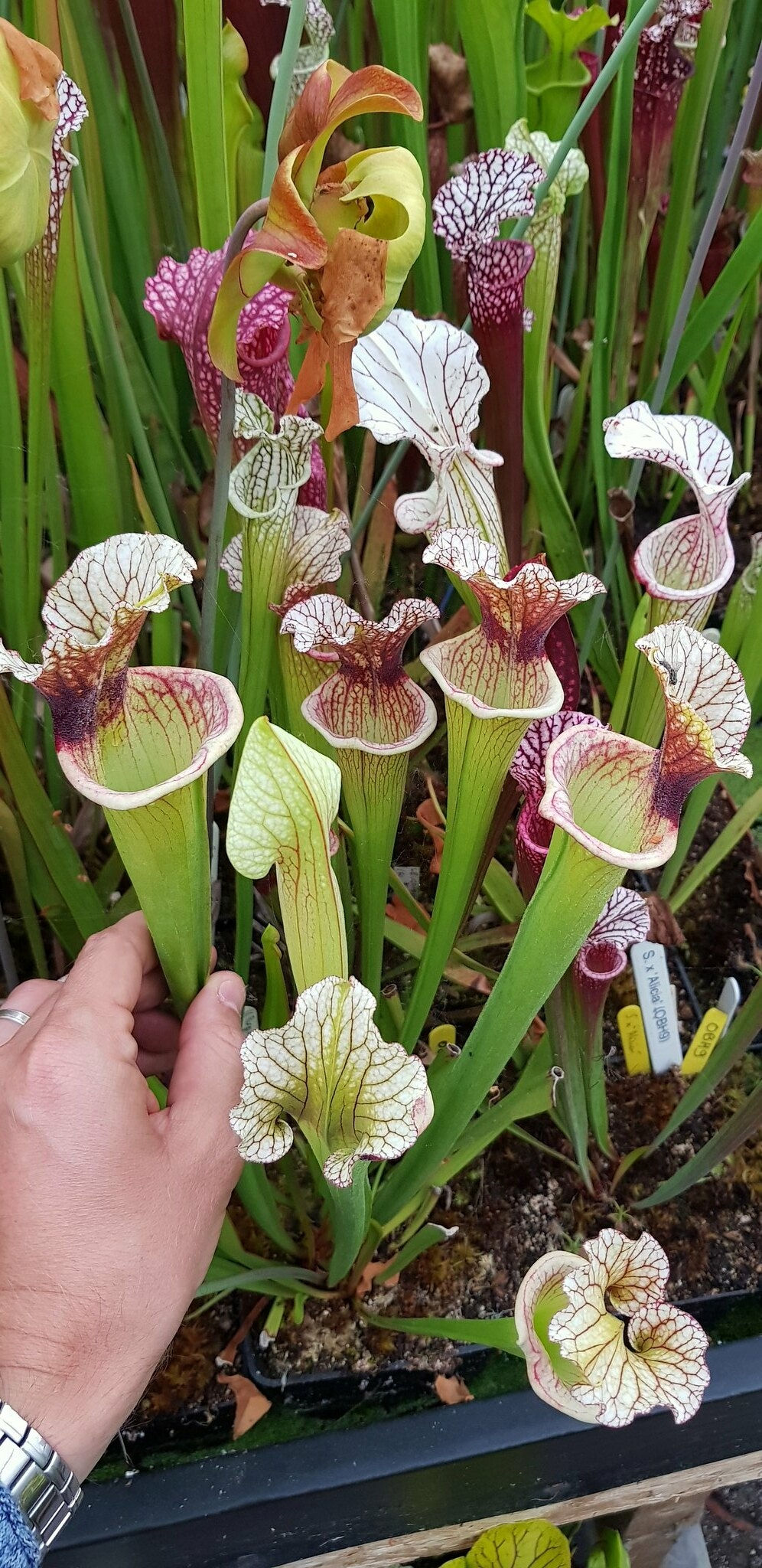 Inspiration X ((Purp x Leucophylla) x Purp ssp. Venosa) x 'Adrian Slack' (OBH35)