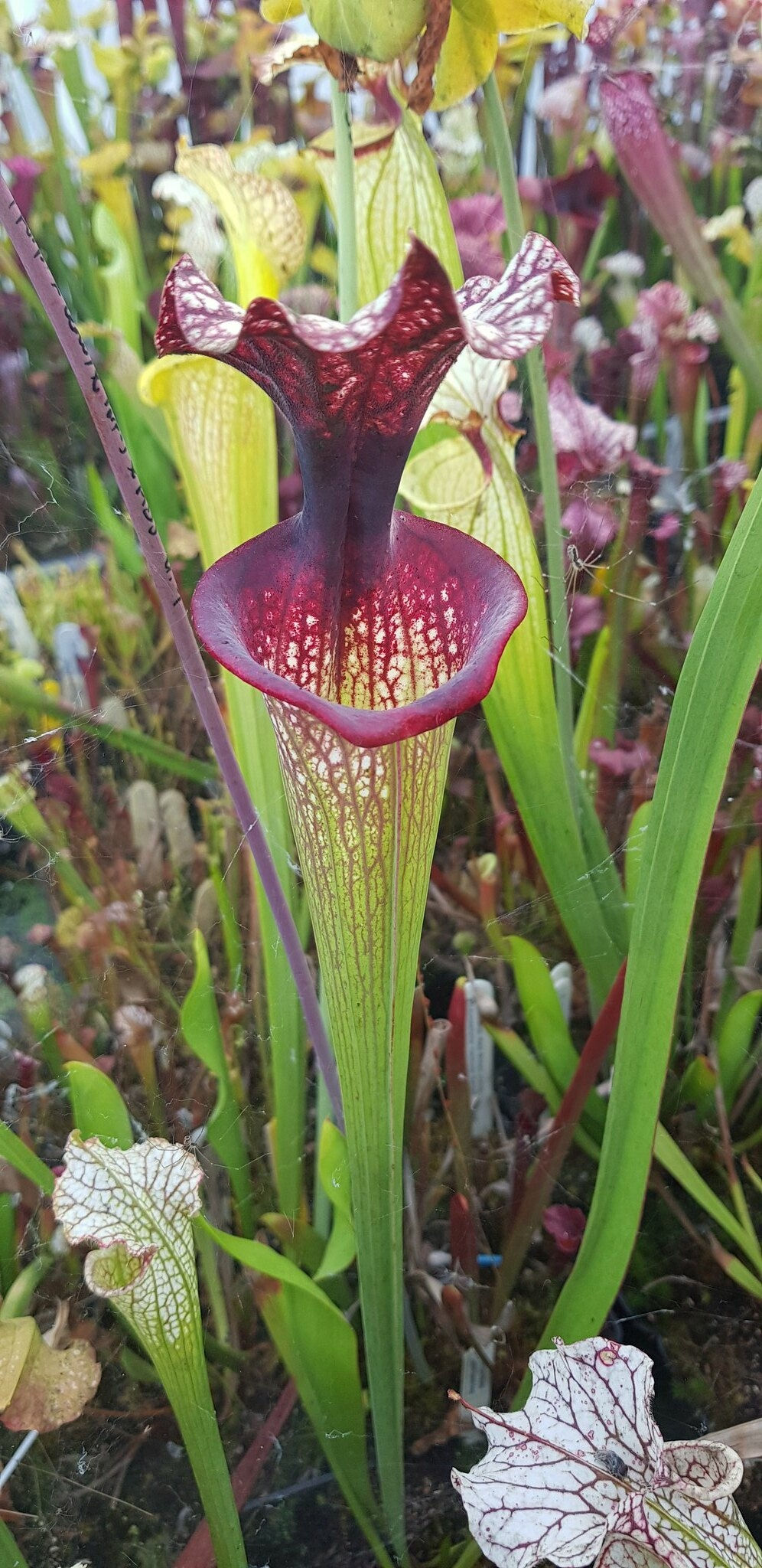 Sarracenia x Moorei John David King (H224 MK)