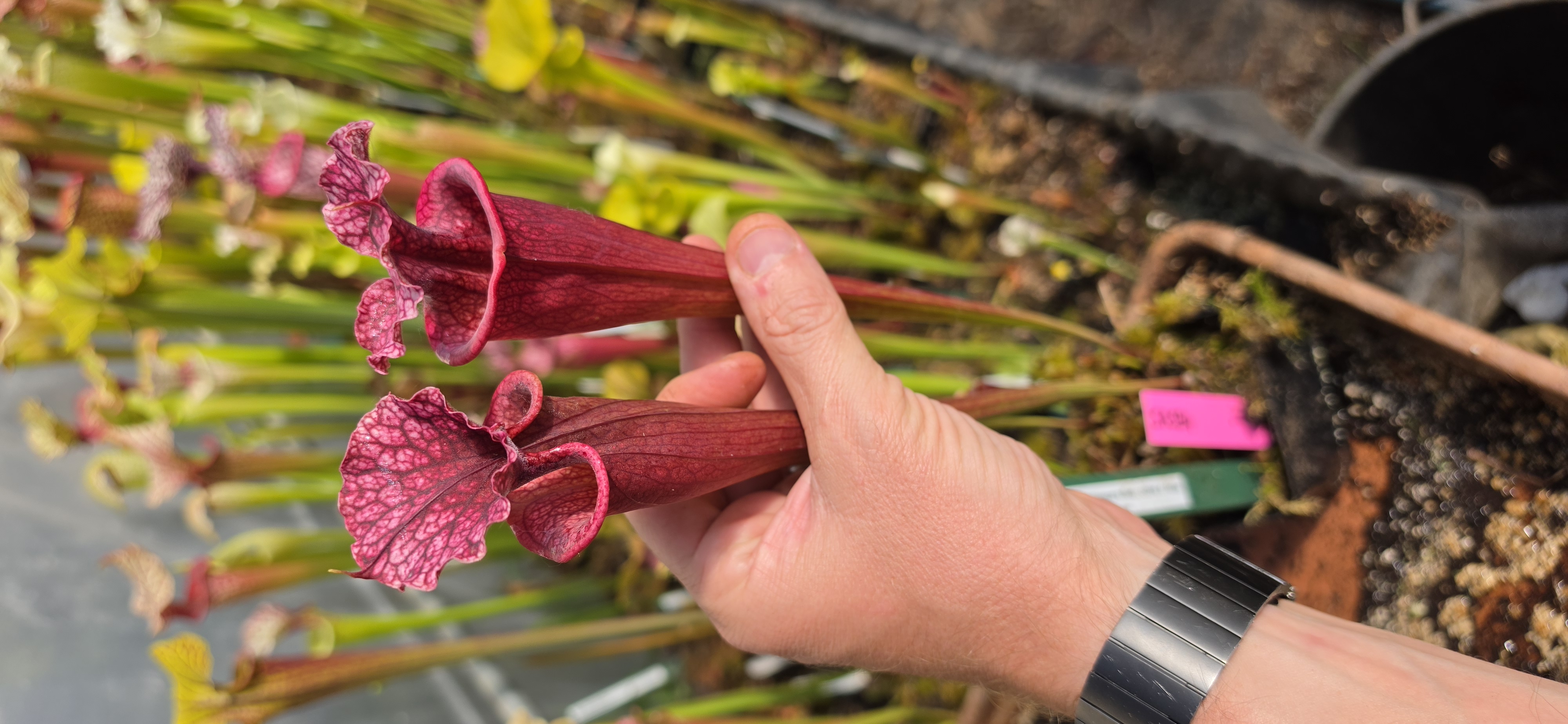 SA594 : OBH6 (WWK x Wilk. Red) X 'Atlas'