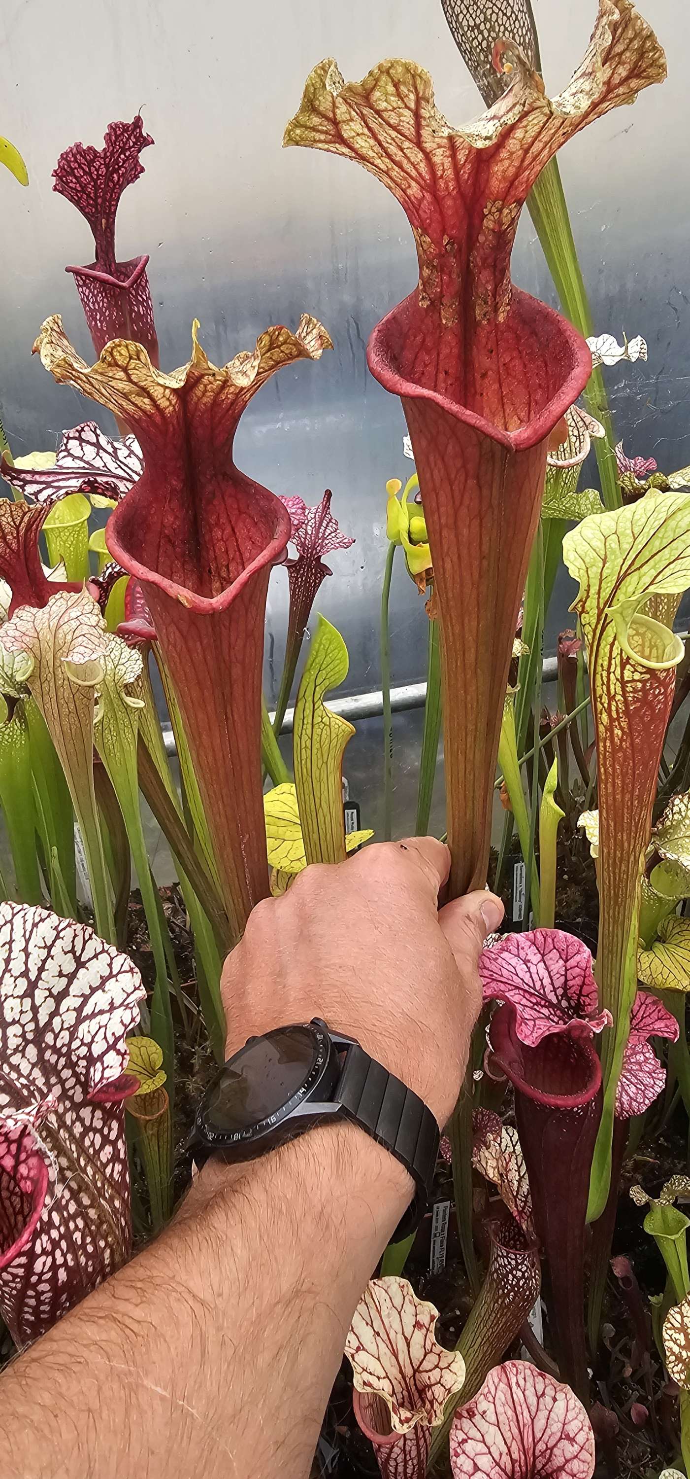Sarracenia x "Vermilion Tower", (OBH158)