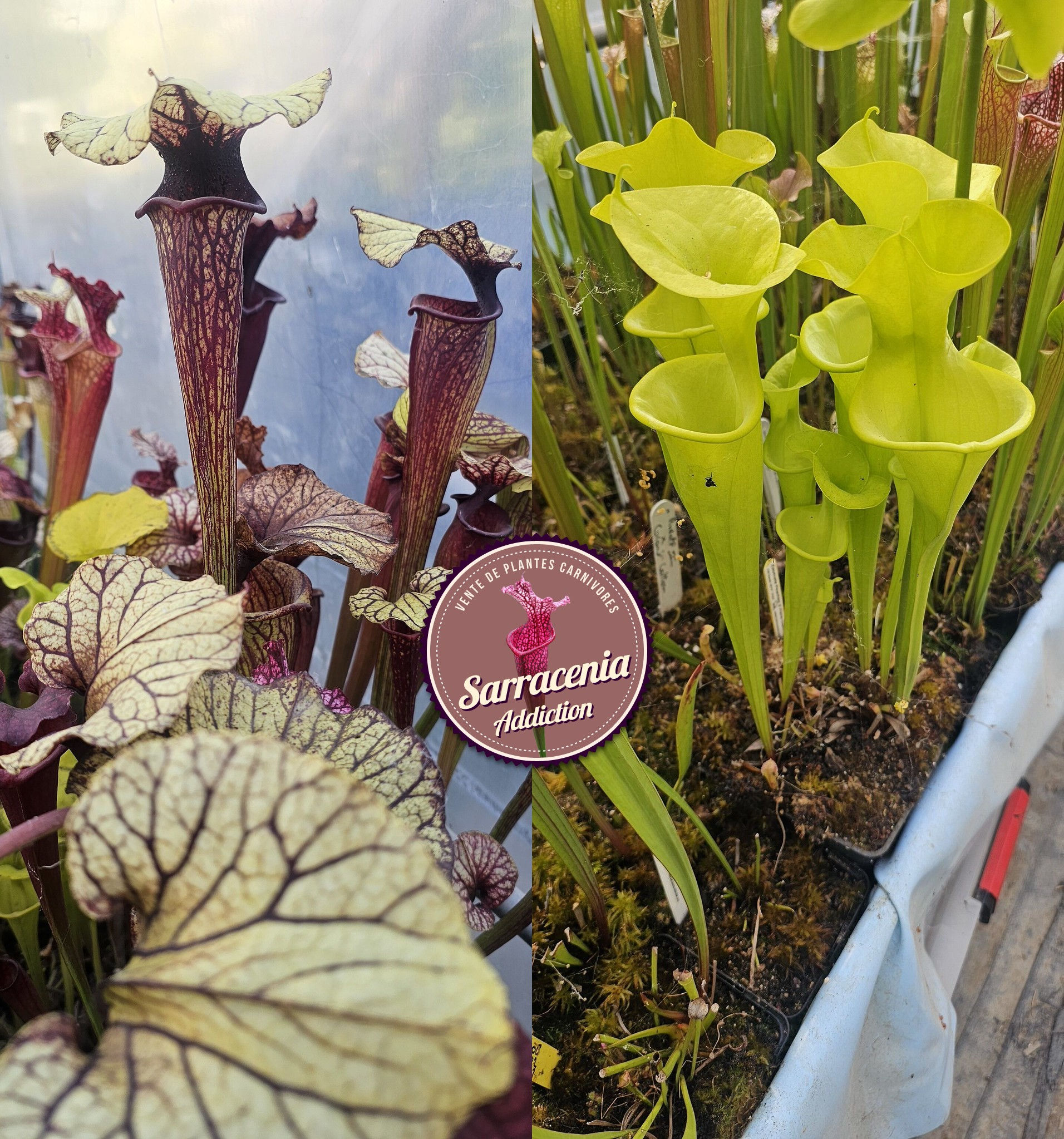 25) Sarracenia seeds 2025-2026 / carnivorous plants rare