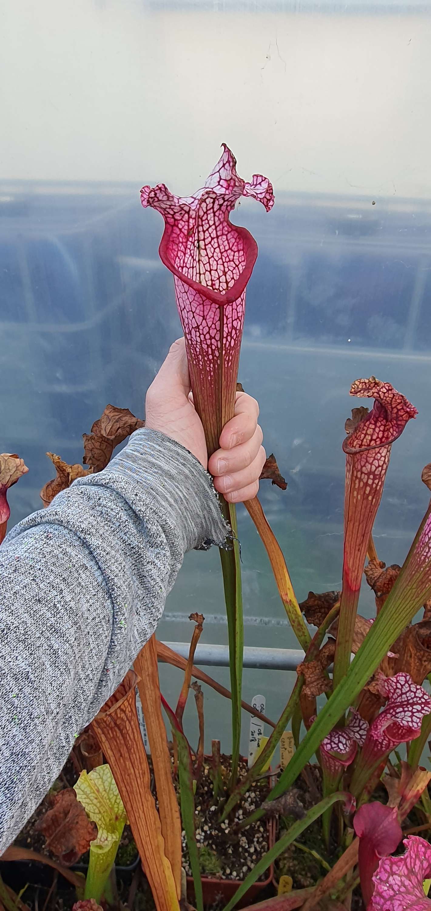 Sarracenia x "Betty Boop" (OBH120)