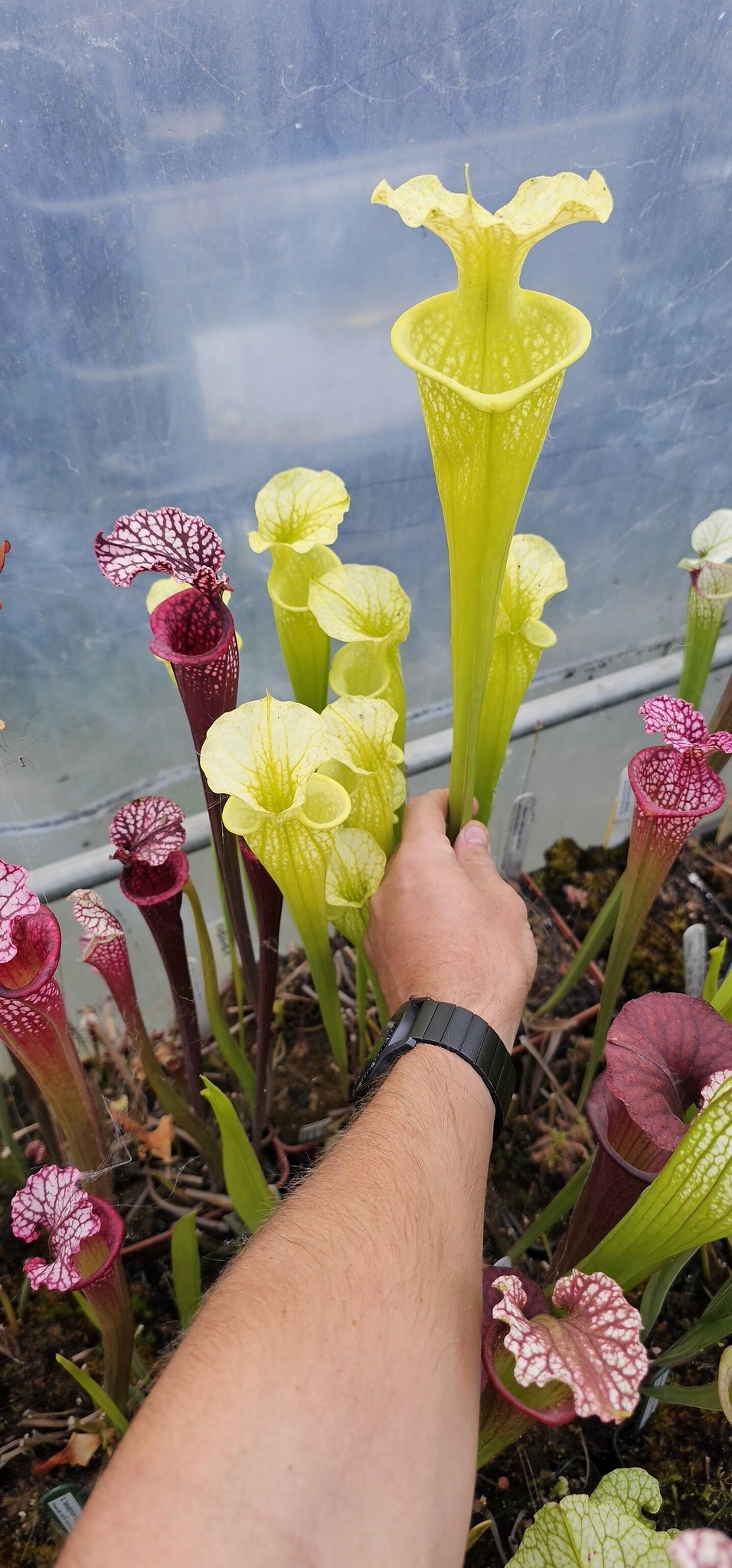 Leucophylla Yellow flowered, Citronelle, L42 MK X Flava giant OBF1 ; (OBH121)