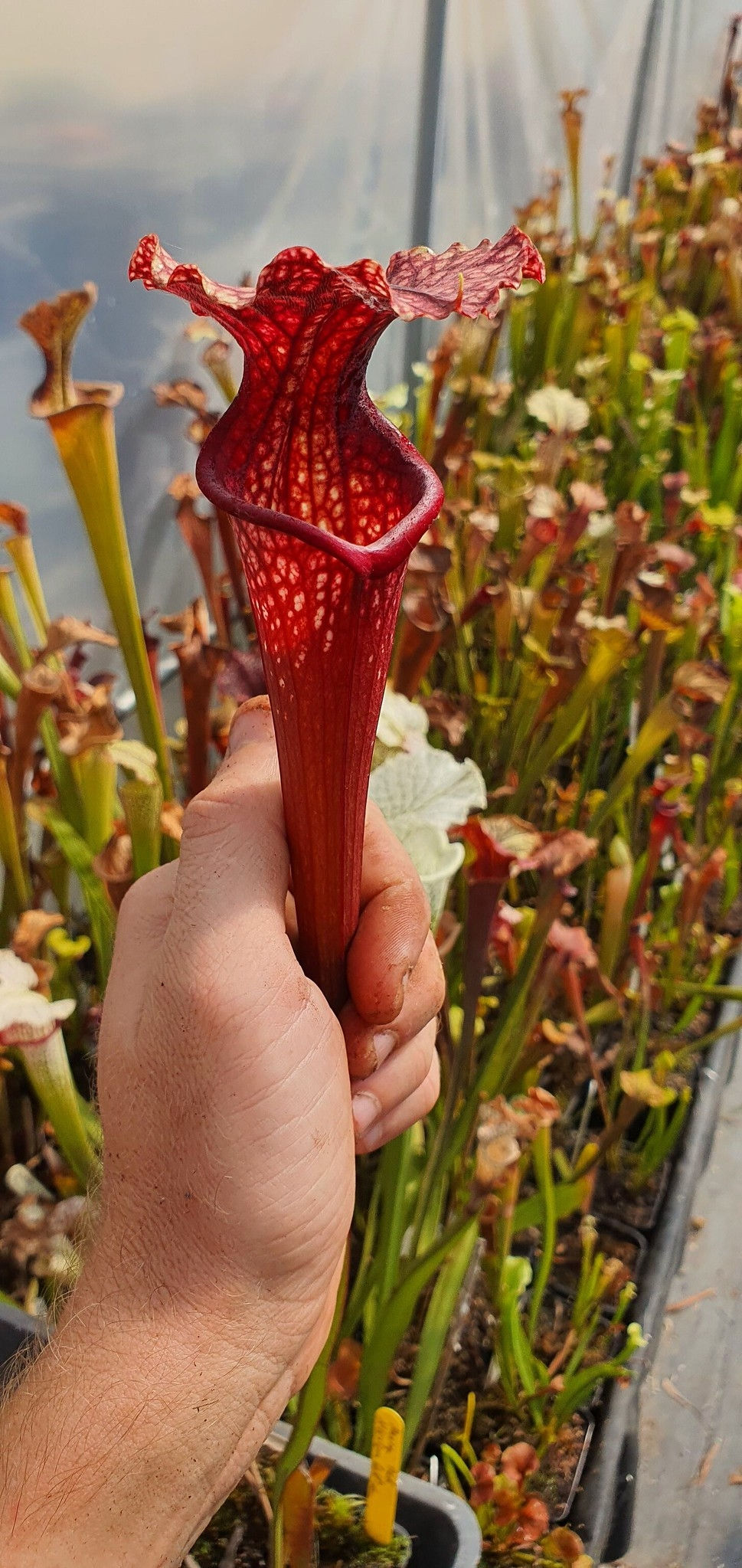 Sarracenia x Moorei red, Marston Exotics Sarracenia Addiction