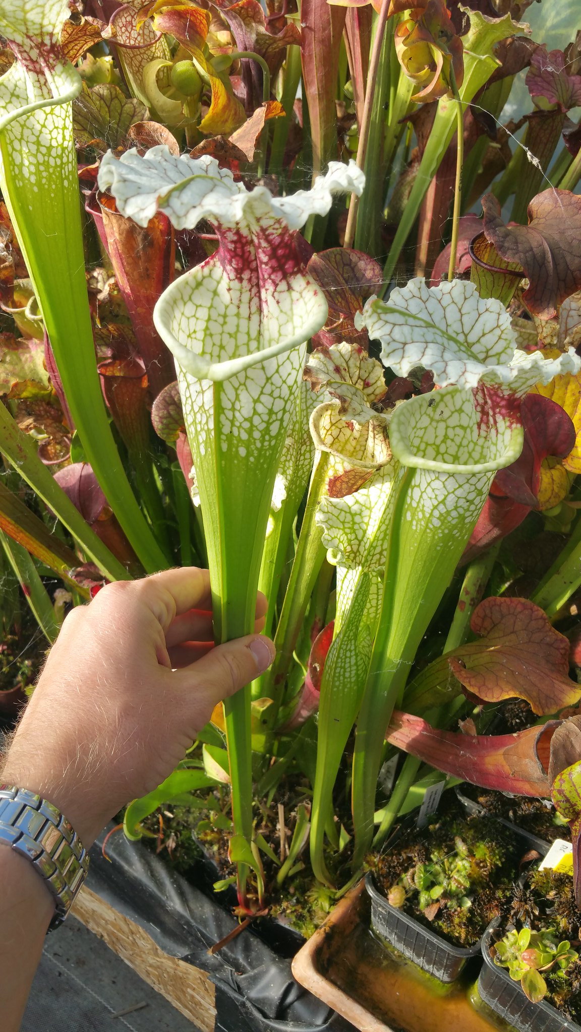 Sarracenia Leuco Purple white Giant x Moorei Wilkerson's white knight (OBH27)